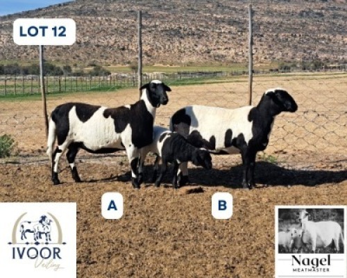 1 X MEATMASTER EWE Nagel Meatmasters