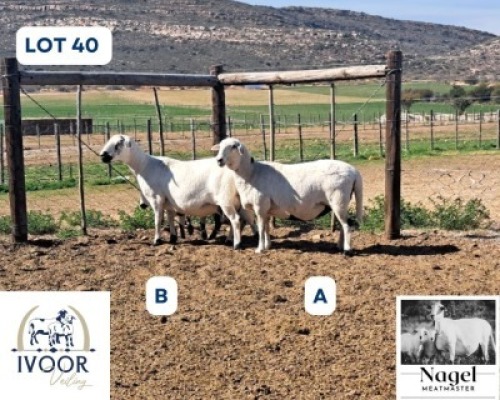 1 X MEATMASTER EWE Nagel Meatmasters