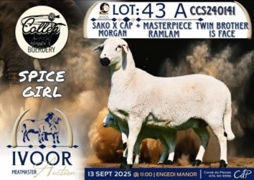 1 X MEATMASTER EWE Collen Boerdery