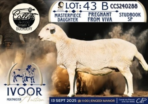 WITHDRAWN - 1 X MEATMASTER EWE Collen Boerdery