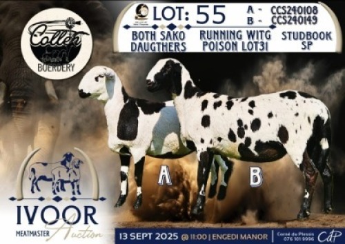 1 X MEATMASTER EWE Collen Boerdery