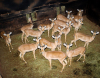 17 X ROOIBOK/IMPALA (Per Piece to take the lot)