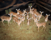 13 X ROOIBOK/IMPALA (Per Piece to take the lot)