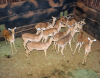 13 X ROOIBOK/IMPALA (Per Piece to take the lot)