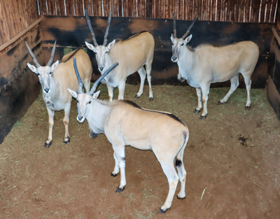 5 X ELAND (Per Piece to take the lot)