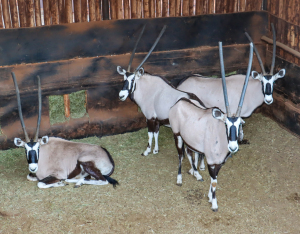 4 X GEMSBOK/ORYX (Per Piece to take the lot)