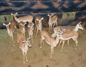 11 X ROOIBOK/IMPALA (Per Piece to take the lot)