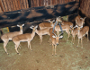 11 X ROOIBOK/IMPALA (Per Piece to take the lot) - 2