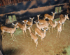 12 X ROOIBOK/IMPALA (Per Piece to take the lot)