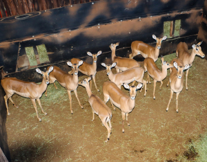 12 X ROOIBOK/IMPALA (Per Piece to take the lot)