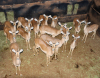 15 X ROOIBOK/IMPALA (Per Piece to take the lot)