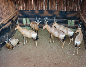 6 X ROOIHARTBEES/RED HARTEBEEST (Per Piece to take the lot)
