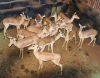 15 X ROOIBOK/IMPALA (Per Piece to take the lot)