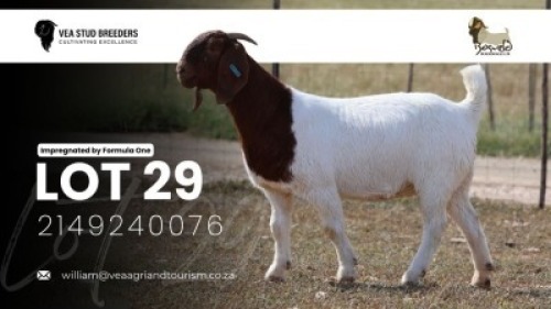 1 X BOER GOAT STUD PREGNANT DOE VEA Stud Breeders