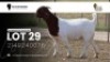 1 X BOER GOAT STUD PREGNANT DOE VEA Stud Breeders