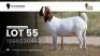1 X BOER GOAT FLOCK PREGNANT DOE VEA Stud Breeders