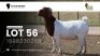 1 X BOER GOAT FLOCK ON COLOUR PREGNANT DOE VEA Stud Breeders