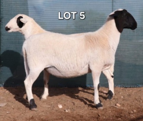 WITHDRAWN - 1 X MEATMASTER EWE Doncor Meatmasters