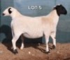 WITHDRAWN - 1 X MEATMASTER EWE Doncor Meatmasters