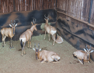 6 X ROOIHARTBEES/RED HARTEBEEST (Per Piece to take the lot)