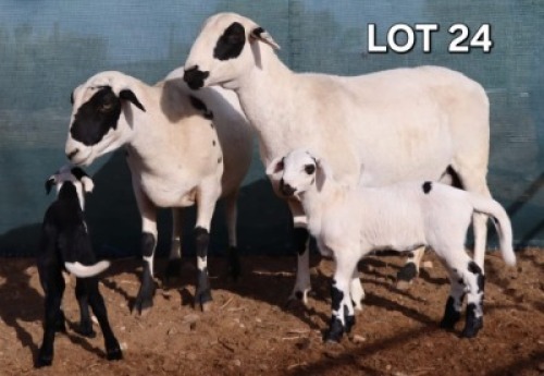 1 X MEATMASTER EWE Doncor Meatmasters