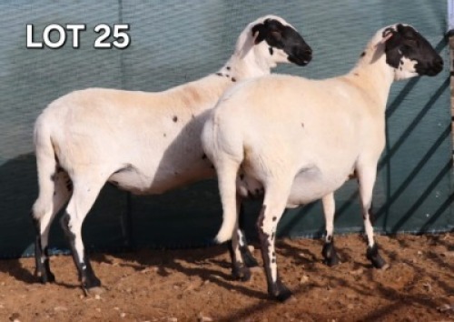 1 X MEATMASTER EWE Doncor Meatmasters