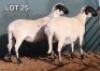 1 X MEATMASTER EWE Doncor Meatmasters