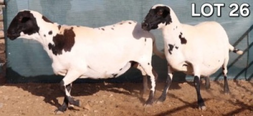 1 X MEATMASTER EWE Doncor Meatmasters