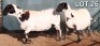 1 X MEATMASTER EWE Doncor Meatmasters