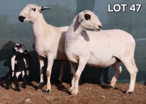 1 X MEATMASTER EWE Doncor Meatmasters