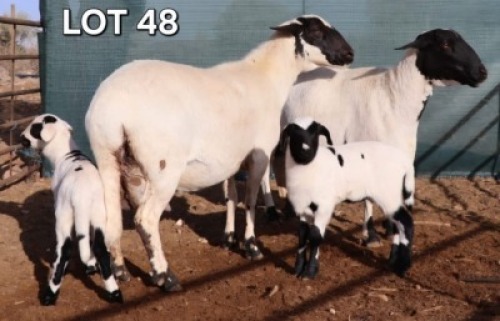 1 X MEATMASTER EWE Doncor Meatmasters