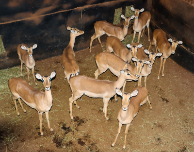 11 X ROOIBOK/IMPALA (Per Piece to take the lot)