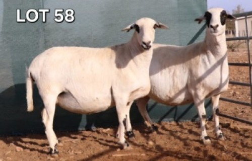 1 X MEATMASTER EWE Doncor Meatmasters