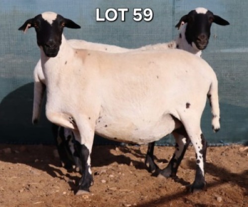 1 X MEATMASTER EWE Doncor Meatmasters