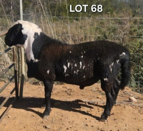 WITHDRAWN - 1 X MEATMASTER RAM Doncor Meatmasters