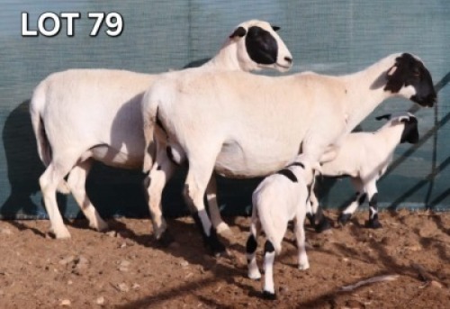 1 X MEATMASTER EWE Doncor Meatmasters