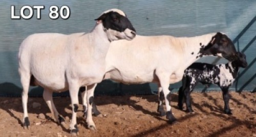 1 X MEATMASTER EWE Doncor Meatmasters