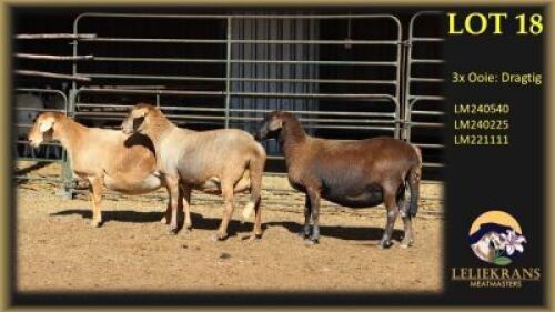 2+3 X MEATMASTER EWE Leliekrans Meatmasters (Per animal to take the lot)