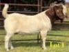 1 X BOER GOAT STUD BUCK LUKAS BURGER