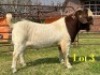 1 X BOER GOAT FLOCK ON COLOUR BUCK LUKAS BURGER