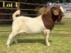 1 X BOER GOAT STUD BUCK LUKAS BURGER