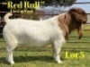 1 X BOER GOAT STUD BUCK LUKAS BURGER
