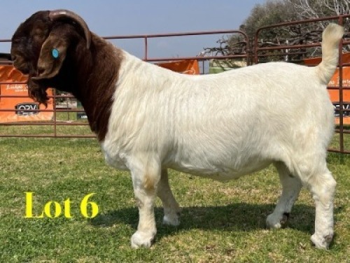 1 X BOER GOAT STUD BUCK LUKAS BURGER
