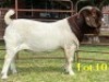 1 X BOER GOAT STUD BUCK LUKAS BURGER