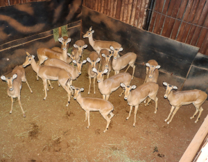 16 X ROOIBOK/IMPALA (Per Piece to take the lot)