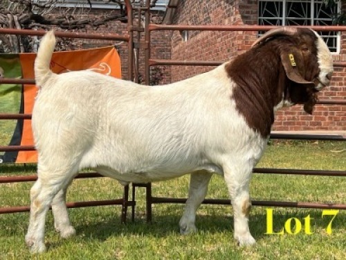 1 X BOER GOAT STUD BUCK LUKAS BURGER