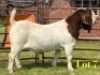 1 X BOER GOAT STUD BUCK LUKAS BURGER