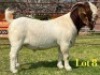 1 X BOER GOAT STUD BUCK LUKAS BURGER