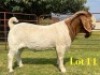 1 X BOER GOAT STUD BUCK LUKAS BURGER