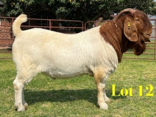 1 X BOER GOAT FLOCK BUCK LUKAS BURGER